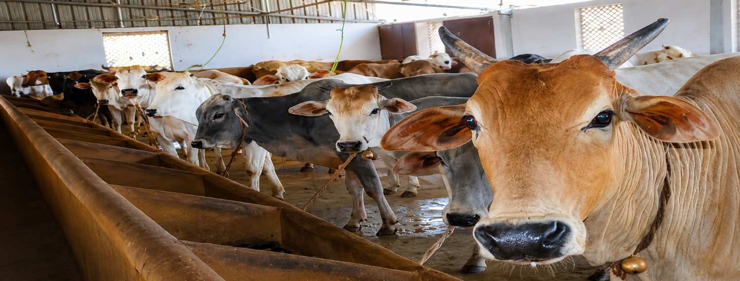 Cows receiving proper nutrition and care through the Nurturing and Feeding Program at Indbharat Global Foundation